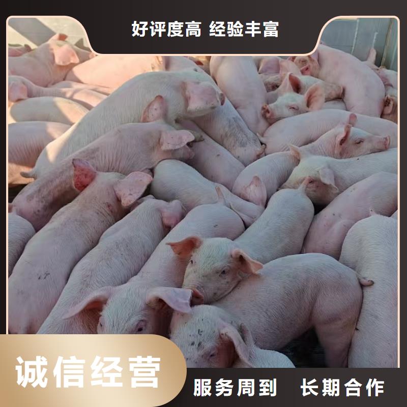 六安至高栏车肥猪运输稳妥可靠