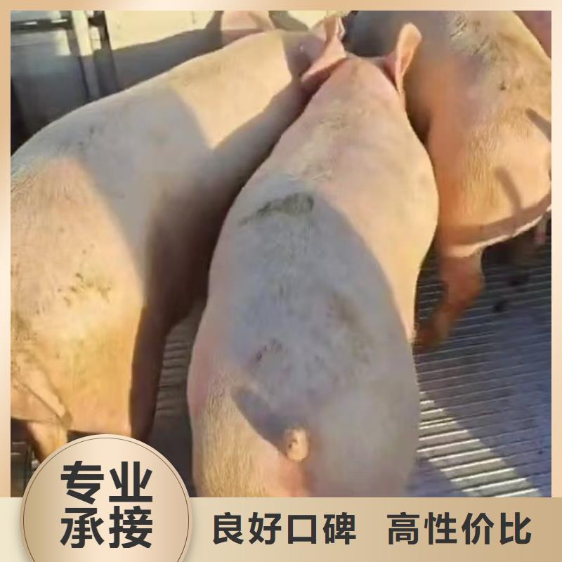 宿迁到生猪空调车运输保障