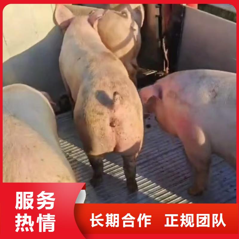 莱芜到肥猪运输恒温车快速响应
