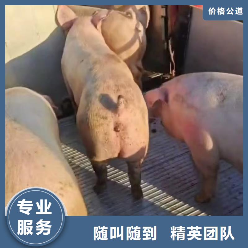 宣城到生猪运输恒温车品质保证