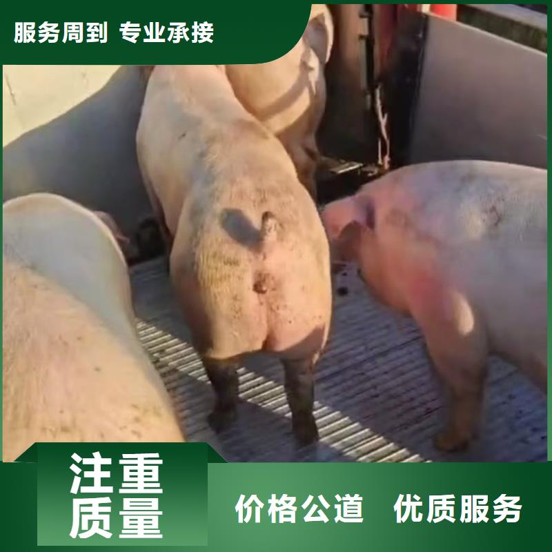 宿迁到种猪运输全程呵护