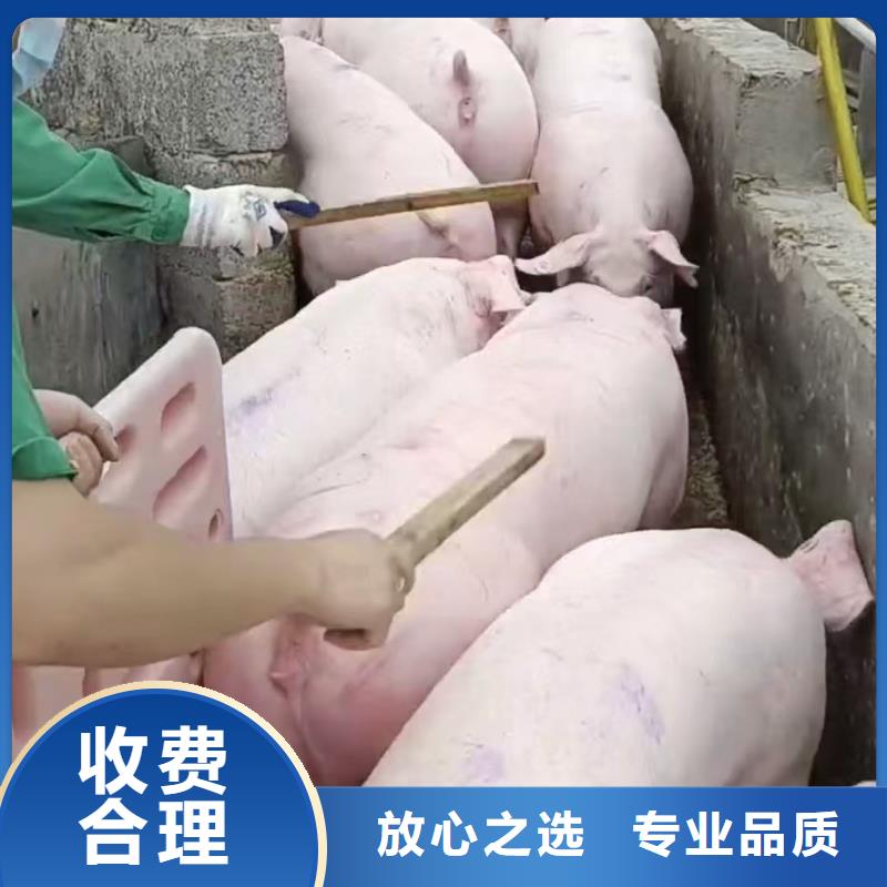 池州到猪牛羊运输空调车良好口碑