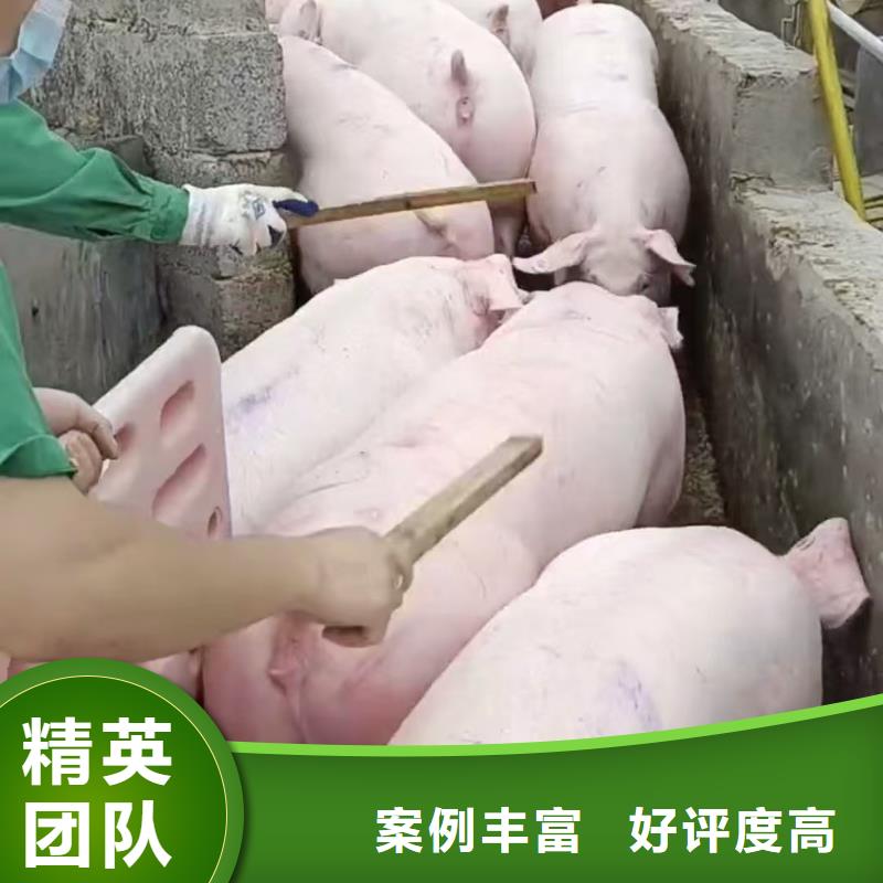 宿迁到生猪空调车运输保障