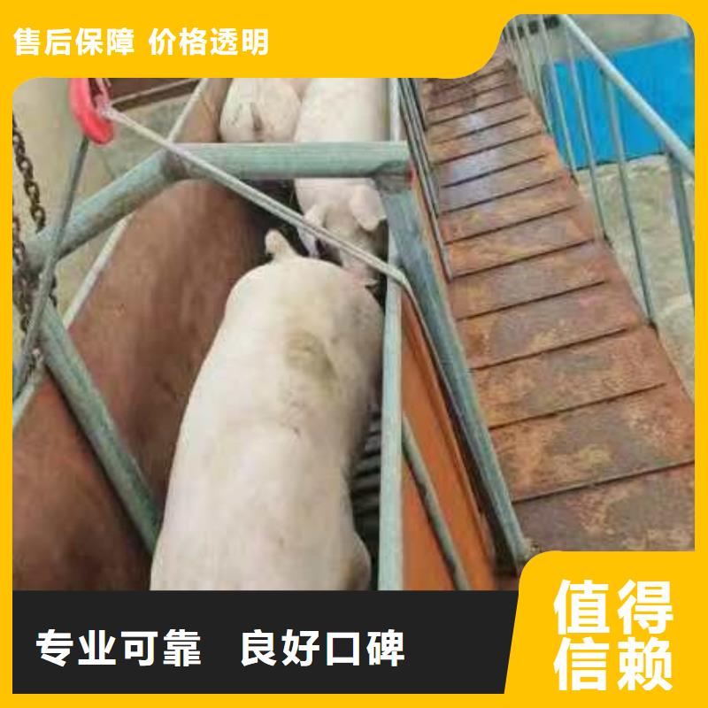 烟台到猪只贸易贴心服务