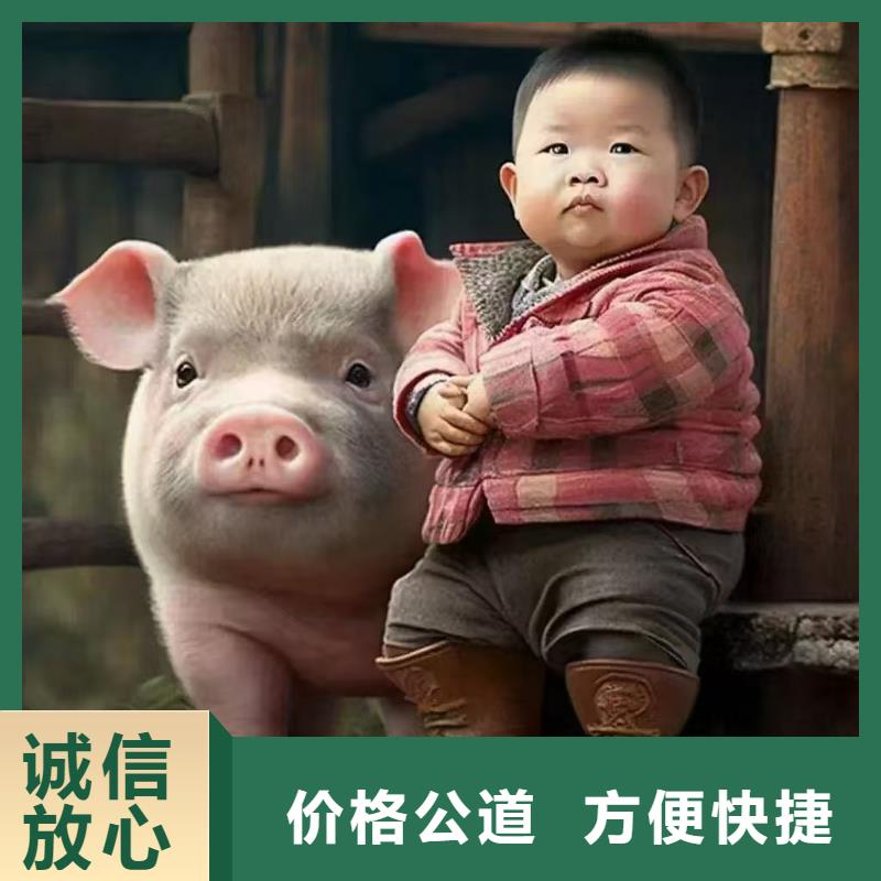 莱芜到肥猪运输恒温车快速响应