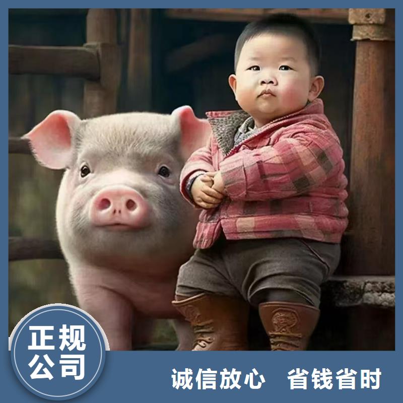 连云港至江门种猪运输恒温车公道