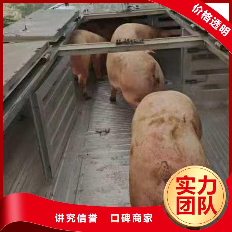 扬州到吉安二育运输-专用车专业品质