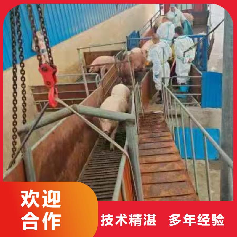 莱芜到肥猪运输恒温车快速响应