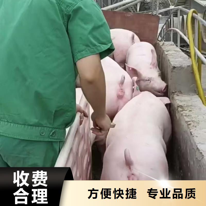 宿迁到生猪空调车运输保障
