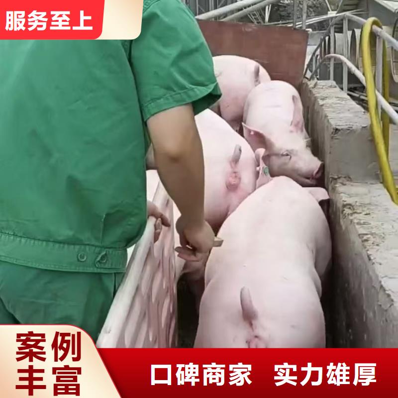 六安至高栏车肥猪运输稳妥可靠