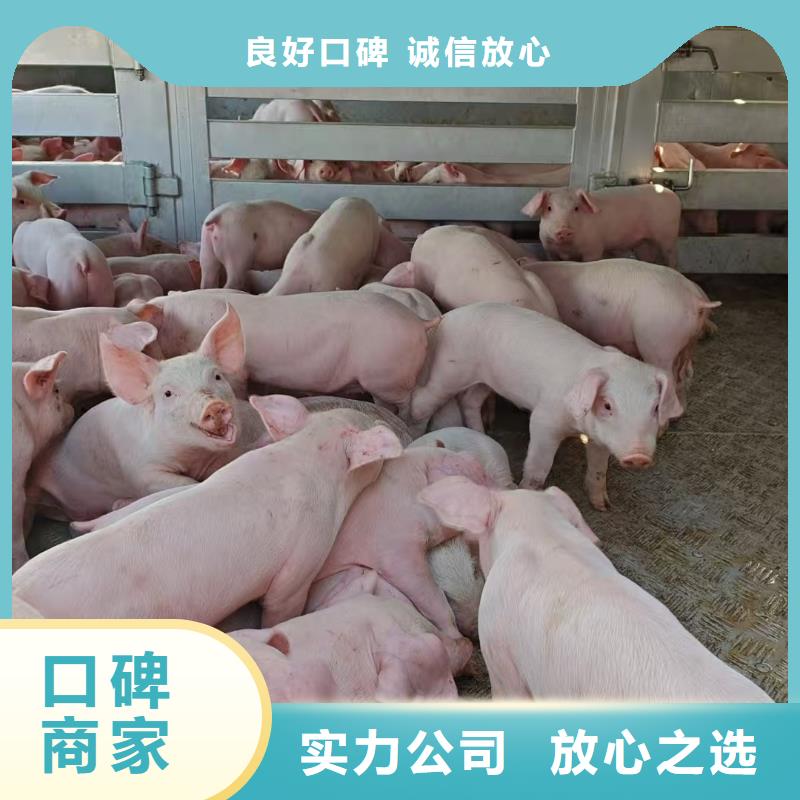 池州到猪牛羊运输空调车良好口碑