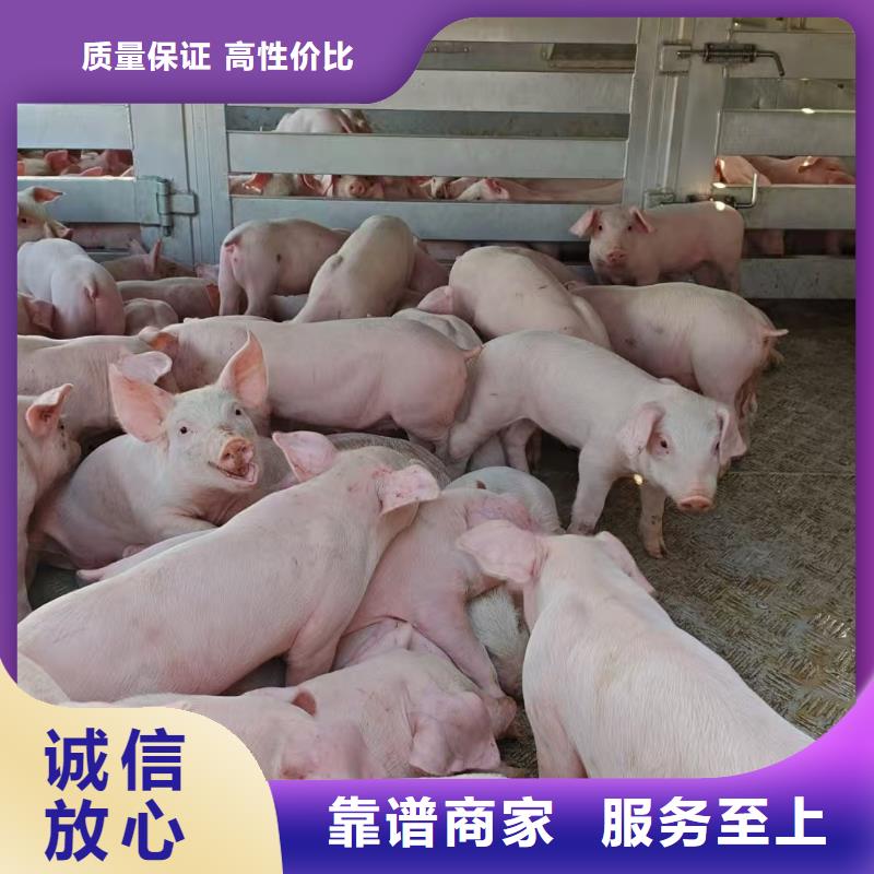 宿迁到生猪空调车运输保障