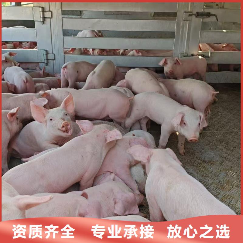 盐城至猪笼车物流调度精准