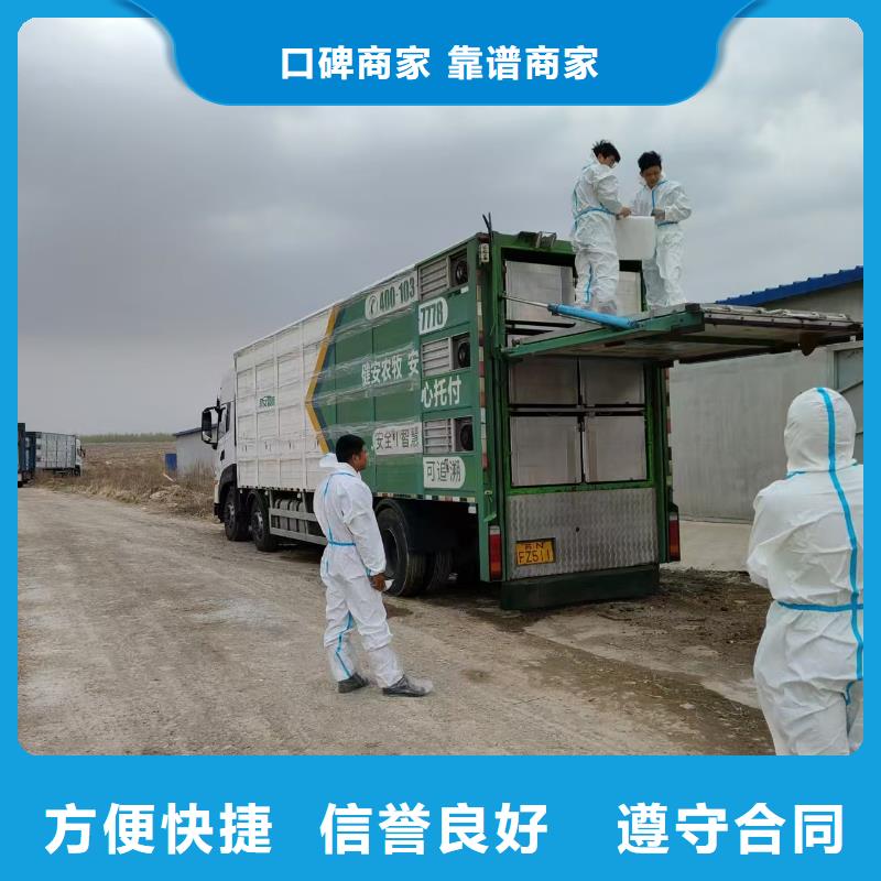 莱芜到肥猪运输恒温车快速响应