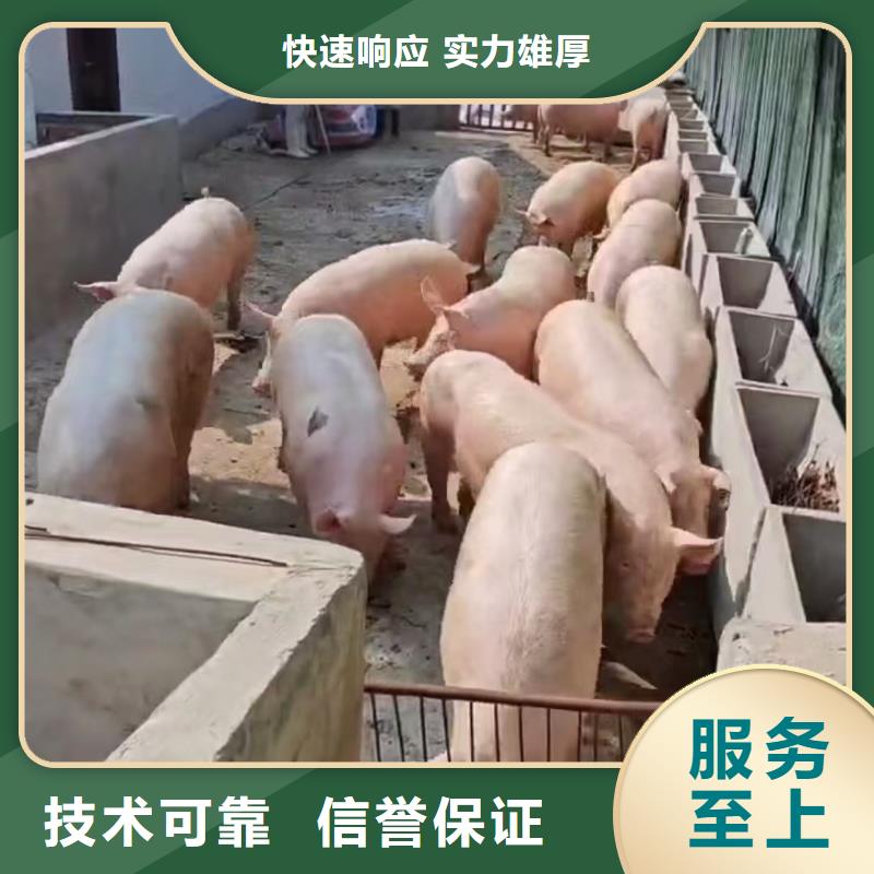 安阳到肥猪运输空调车口碑商家