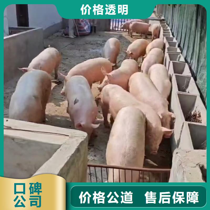 宿迁到生猪空调车运输保障