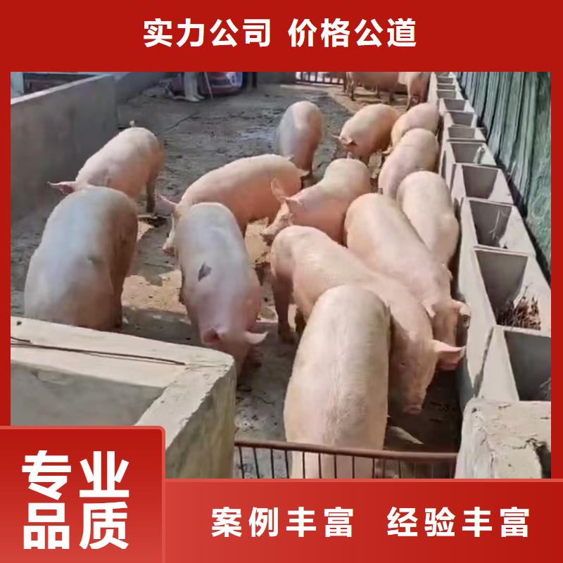 莱芜到肥猪运输恒温车快速响应