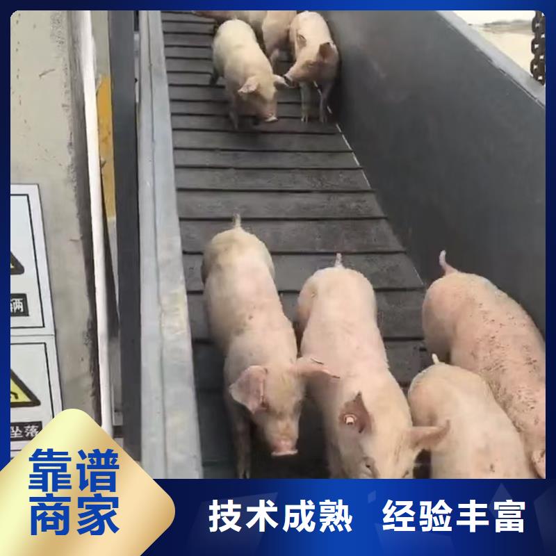 莱芜到肥猪运输恒温车快速响应