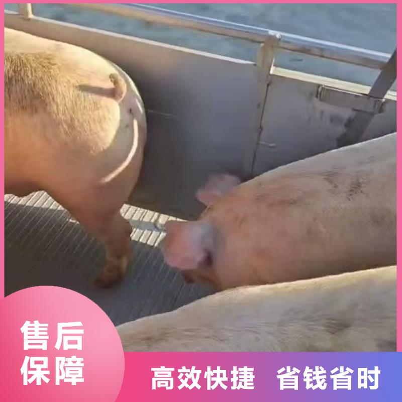莱芜到肥猪运输恒温车快速响应
