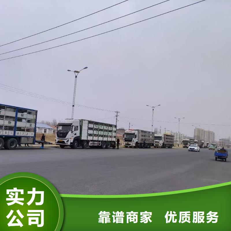 六安至高栏车肥猪运输稳妥可靠
