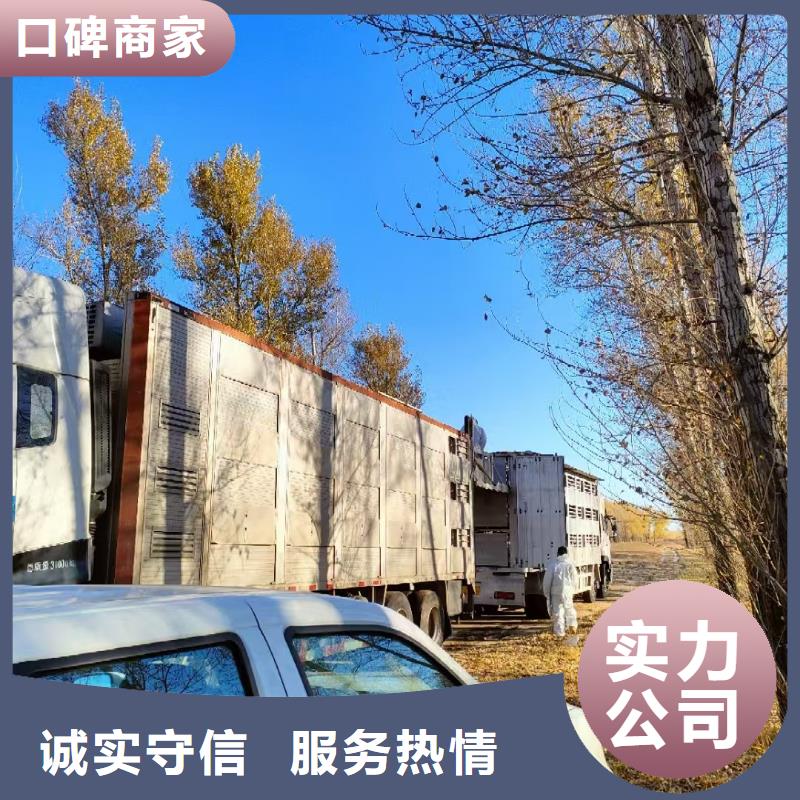 莱芜到肥猪运输恒温车快速响应